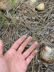 Lomatium marginatum