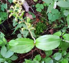 Neottia ovata