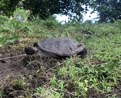 Chelydra serpentina
