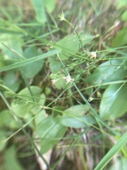 Carex disperma