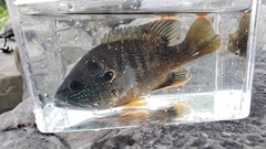 Lepomis cyanellus