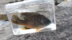 Lepomis cyanellus