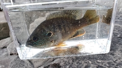 Lepomis cyanellus