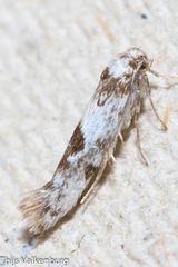 Enolmis acanthella