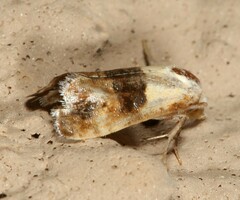 Eugnosta erigeronana
