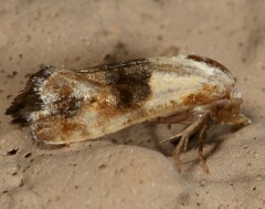 Eugnosta erigeronana
