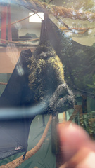 Pteropus livingstonii