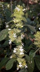 Phaulopsis imbricata