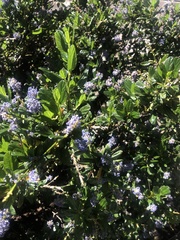 Ceanothus gloriosus