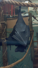 Pteropus livingstonii