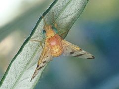 Trypeta artemisiae