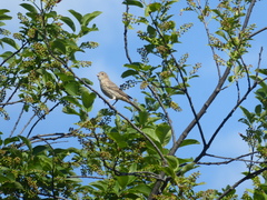 Haemorhous mexicanus