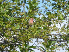 Haemorhous mexicanus