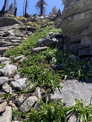 Erythronium pusaterii