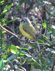 Pogonotriccus eximius