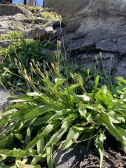 Erythronium pusaterii