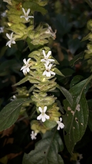 Phaulopsis imbricata