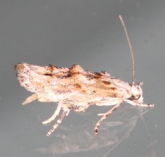 Mompha murtfeldtella