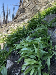 Erythronium pusaterii