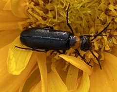 Nemognatha nemorensis