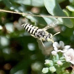 Calliopsis hesperia