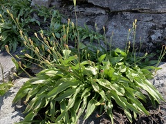 Erythronium pusaterii