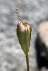 Erythronium pusaterii