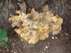 Laetiporus sulphureus