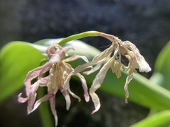 Erythronium pusaterii