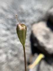 Erythronium pusaterii