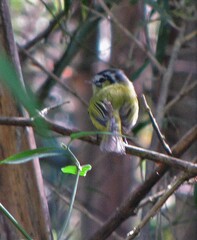 Pogonotriccus eximius