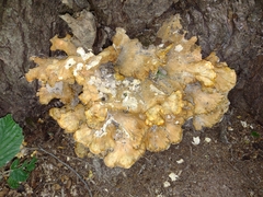 Laetiporus sulphureus