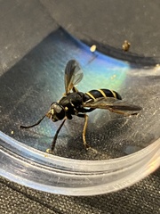 Temnostoma bombylans