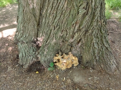 Laetiporus sulphureus