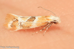 Epicallima mercedella