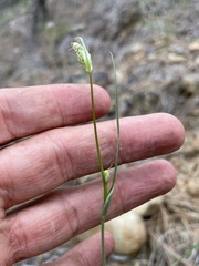 Lomatium marginatum