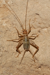 Gryllomorphinae