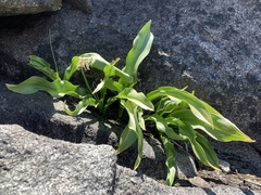 Erythronium pusaterii