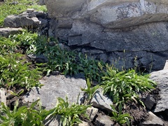 Erythronium pusaterii