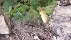 Aquilegia pubescens
