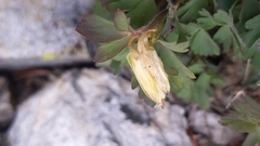 Aquilegia pubescens