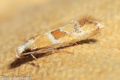 Epicallima mercedella