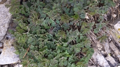 Aquilegia pubescens