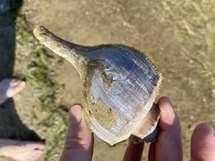 Busycotypus canaliculatus