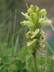 Pedicularis comosa
