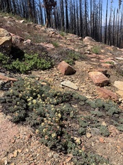 Eriogonum twisselmannii