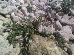 Lobularia maritima maritima