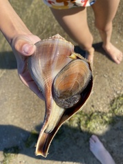 Busycotypus canaliculatus