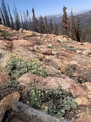 Eriogonum twisselmannii