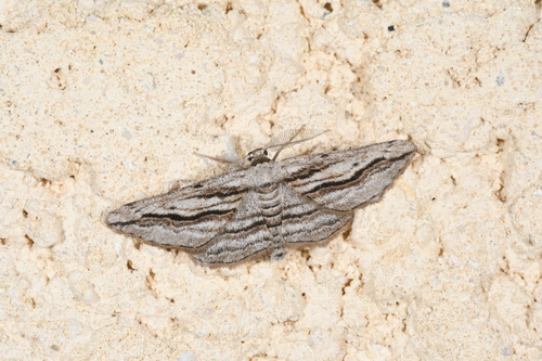 Ecleora solieraria